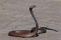 Информация за уред против змии 36