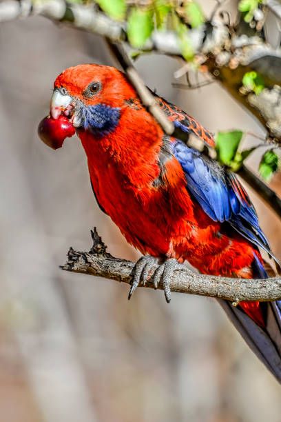 Гранули за папагали - 60367 награди