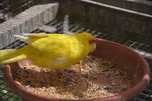 Гранули за папагали - 18868 награди