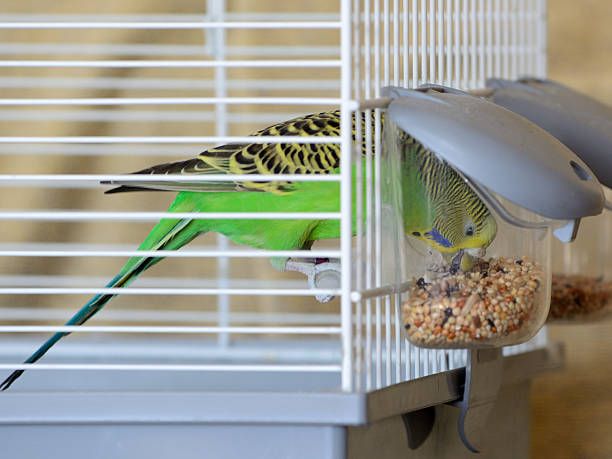 Гранули за папагали - 25735 предложения