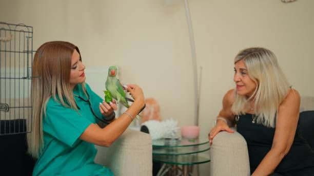 Грижи за папагал - 4113 снимки