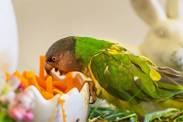 Храна за папагали Жако - 64089 разновидности