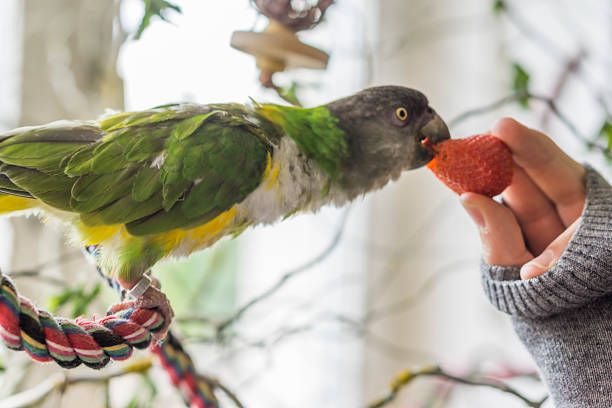Храна за папагали Жако - 97143 снимки