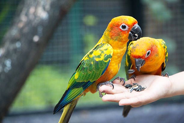 Ръчно хранене на папагали - 84251 бестселъри