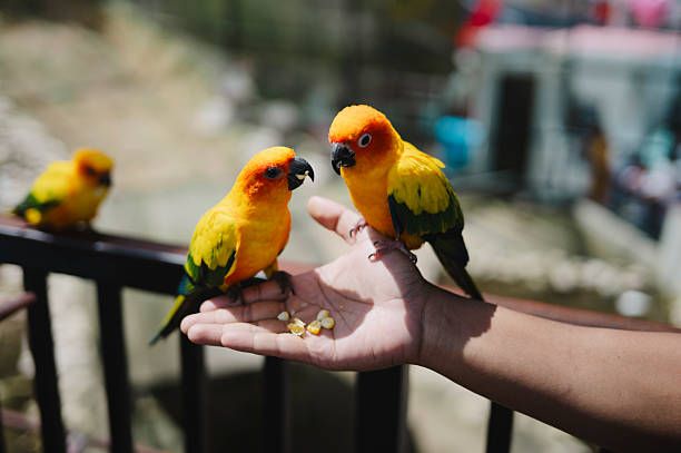 Ръчно хранене на папагали - 67140 цени