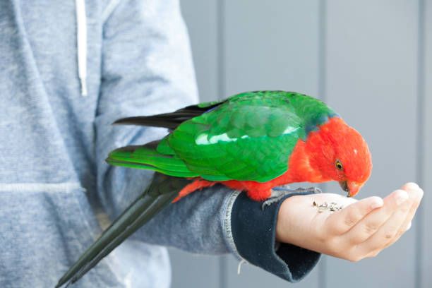 Ръчно хранене на папагали - 48257 постижения