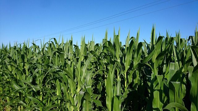 ССА - 17963 снимки