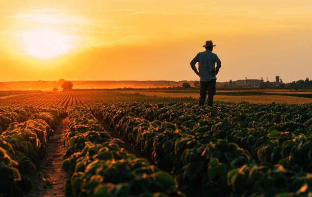 земеделец - 58975 комбинации | agrovest земеделец - 11295 комбинации